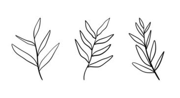 set di vettore disegnato a mano floreale. piante disegnate a mano in stile doodle. illustrazione botanica.