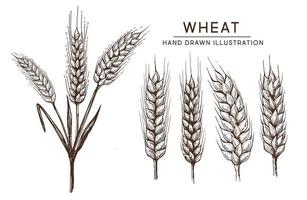 illustrazione vettoriale disegnata a mano di orecchie di pane di grano.