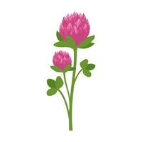 rametto di fiori di trifoglio con petali rosa e foglie di trifoglio verde. simbolo di buona fortuna, fiore selvatico di prato ricco di vitamine. pianta estiva. illustrazione piatta vettoriale