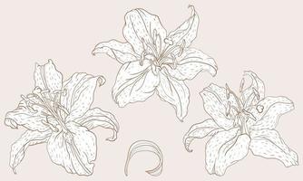 giglio orientale tre fiori in stile vintage line art vettore