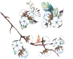 fiori di cotone ad acquerello 5