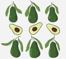 illustrazione vettoriale disegnata a mano di avocado.