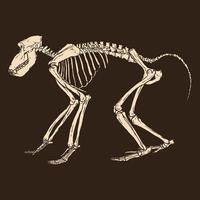 scheletro nero babbuino illustrazione vettoriale