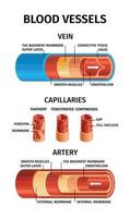 composizione realistica dei vasi sanguigni vettore