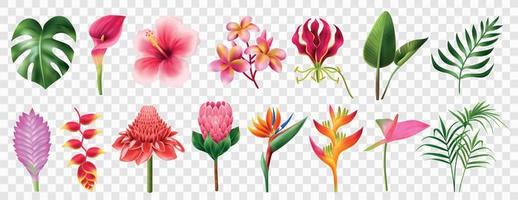 set trasparente realistico di fiori esotici