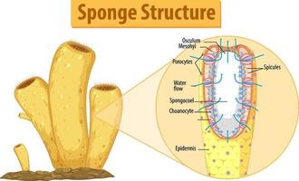 diagramma che mostra la struttura della spugna vettore