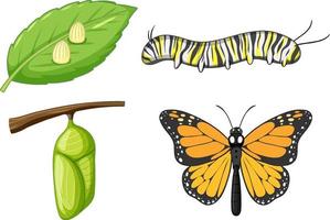 ciclo di vita della farfalla monarca vettore