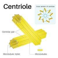 i centrioli sono organelli cilindrici.trovati nella maggior parte delle cellule eucariotiche. vettore