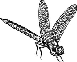 libellula con ali delicate schizzo disegno libellula, illustrazione disegnata a mano vettore