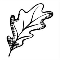 foglia di quercia disegnata a mano di vettore. illustrazione autunnale. clipart botaniche dettagliate. vettore