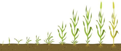 fasi di crescita del grano nel suolo. infografica sulla germinazione del grano. vettore