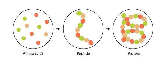 struttura biochimica di aminoacidi, peptidi e proteine. illustrazione vettoriale. vettore