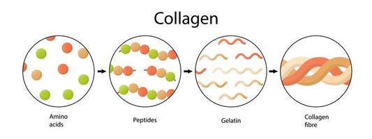 aminoacidi, peptidi, collagene. illustrazione medica in stile cartone animato. vettore