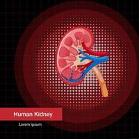 organo interno umano con rene vettore