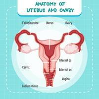 organo interno umano con utero vettore