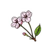 fiori di ciliegio disegnati a mano isolati su bianco. illustrazione vettoriale in stile schizzo colorato