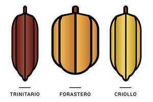 tre tipi di baccelli di cacao o frutta di cioccolato isolati con sfondo bianco vettore