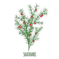 icona di shatavari in stile piano isolato su priorità bassa bianca. asparagi racemosus o shatamull. pianta medicinale ayurvedica. illustrazione vettoriale