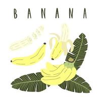 set di cartoni animati disegnati a mano di banana intera e affettata e foglie di banana. vettore