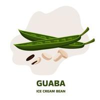 illustrazione con frutta tropicale guaba, guama inga edulis, due baccelli e foglie. pacay pod fagiolo gelato pianta nativa dell'ecuador, cuaniquil o joanquiniquil sud america vettore