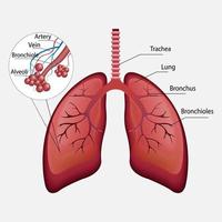 3d vettore apparato respiratorio umano, polmoni, alveoli. anatomia della farfalla nasale della laringe. parti del corpo umano. illustrazione di anatomia. vettore.