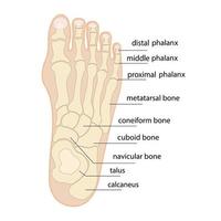 anatomia delle ossa del piede umano schizzo vettore medicina ortopedica. scheletro delle falangi delle caviglie e delle dita dei piedi, ossa cuboide, metatarsale, navicolare e sfenoide.