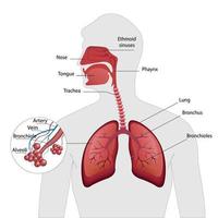 diagramma che mostra l'illustrazione di bronchioli e alveoli sani. vettore