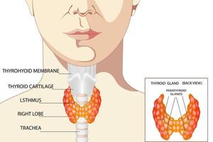 vista posteriore della tiroide e della trachea su sfondo bianco. icona di anatomia degli organi del corpo umano con descrizione. segno del diagramma della tiroide. vettore