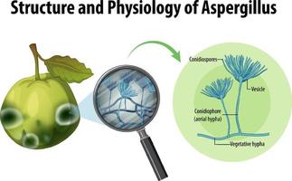 struttura e fisiologia di guava aspergillus vettore