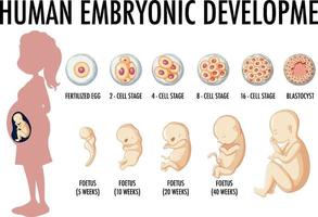 diagramma che mostra lo sviluppo embrionale umano vettore