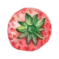 fragola matura acquerello disegnata e dipinta a mano. isolato su sfondo bianco. bacche e illustrazione di frutta. vettore