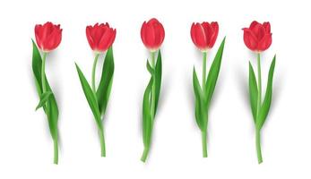 insieme dell'illustrazione di vettore isolata realistica del fiore del tulipano rosso