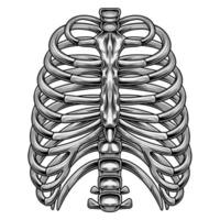 immagine vettoriale della costola per l'educazione all'anatomia