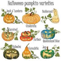varietà di zucca con decorazioni per halloween. zucche disegnate a mano con titoli per la festa di tutti i santi. vettore