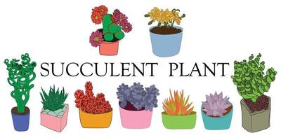 pianta succulenta. illustrazione a colori di diversi tipi di piante grasse. piante disegnate a mano. vettore