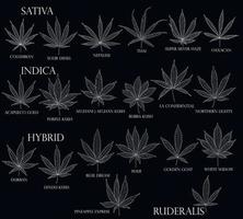 tipi di erba. foglie di cannabis sativa, indica, ibrida e ruderalis con contorno nero per l'uso in medicina e cosmetologia. vettore