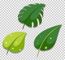 tre foglie diverse in stile piatto vettore
