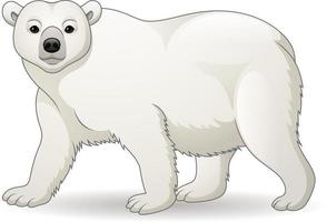 orso polare dei cartoni animati vettore