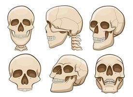 illustrazione del disegno vettoriale del cranio isolata su sfondo bianco