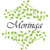 disegno vettoriale dell'illustrazione del logo della foglia di moringa