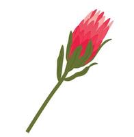 illustrazione di stock di vettore di fiori di protea. pianta di protea reale rosa in fiore. fiori esotici. una protea gigante. avvicinamento. Isolato su uno sfondo bianco.