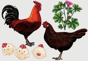 il set di pollo disegnato a mano. la razza del derbyshire vettore