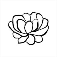 fiore elegante disegnato a mano. illustrazione vettoriale di schizzo. doodle disegno di contorno botanico isolato su sfondo bianco.