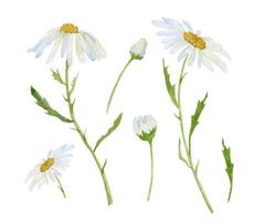 margherita acquerello. illustrazione vettoriale disegnata a mano di camomilla. set di fiori bianchi su sfondo isolato. disegno per la progettazione di matrimoni o biglietti d'invito