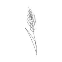 ramo di grano disegnato in una linea. schizzo dell'agricoltura. spighe mature di disegno a linea continua. arte minimalista. semplice illustrazione vettoriale. vettore