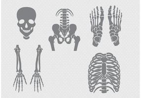 Vettori di ossa e articolazioni