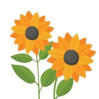 due bellissimi fiori di girasole per il design. illustrazione vettoriale in stile estivo