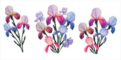 mazzi di iris, un insieme di fiori che sbocciano illustrazione ad acquerello vettore