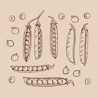 schizzo di baccelli di piselli. impostare. illustrazione disegnata a mano convertita in vettore. illustrazione di cibo biologico isolato. vettore