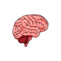 vettore del cervello isolato su sfondo bianco